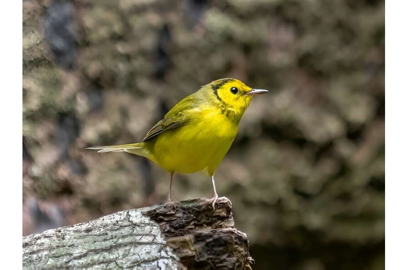 Migratory songbird study finds link between white tail spots and longevity