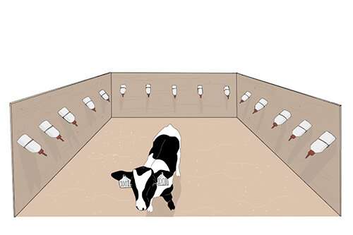 Milk restriction affects calves' ability to learn