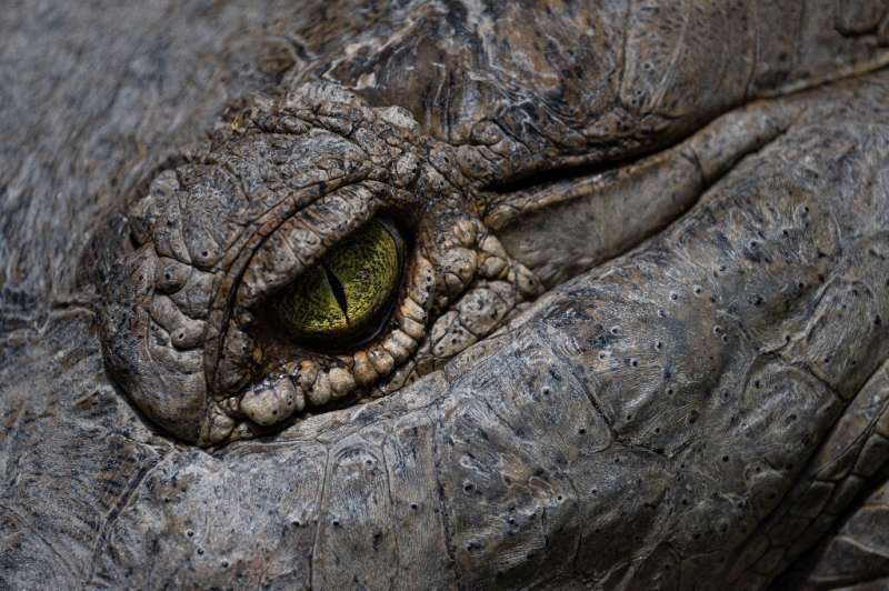 Миллионы оринокских крокодилов были убиты в прошлом веке, чтобы собрать их шкуры.