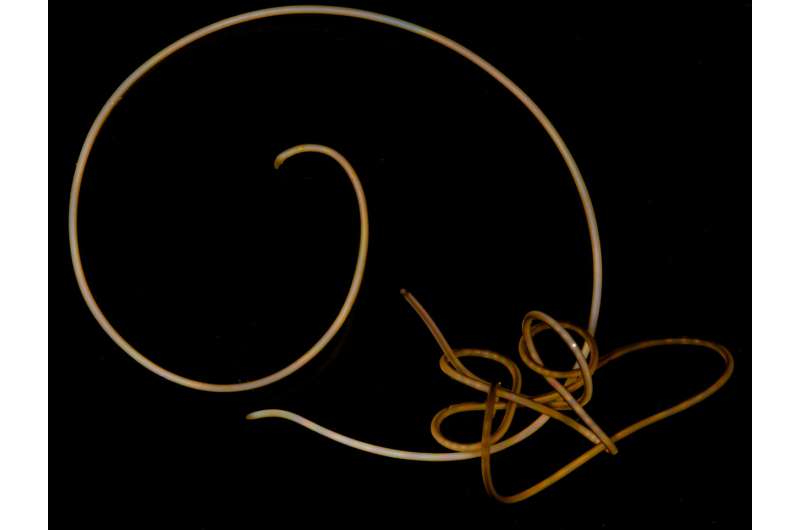 “Mind controlling” parasitic worms are missing genes found in every other animal