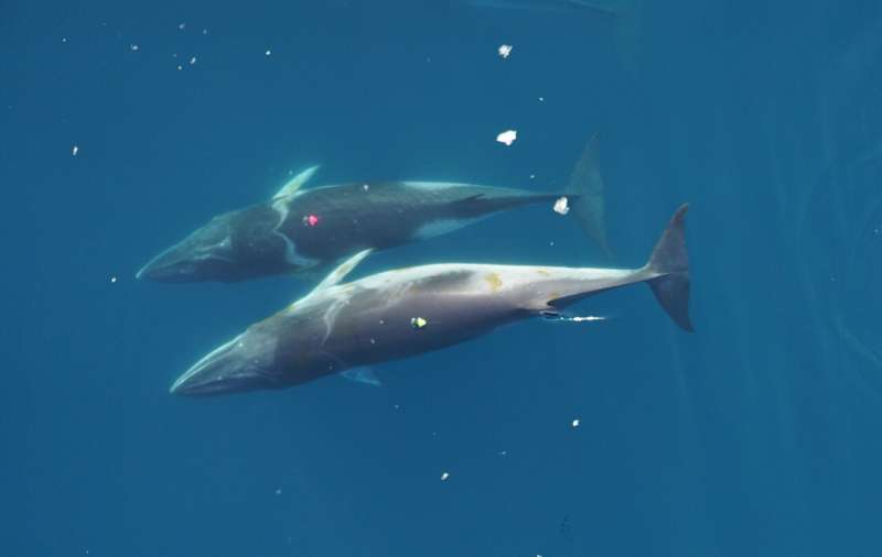 Minke whales are as small as a lunge-feeding baleen whale can be