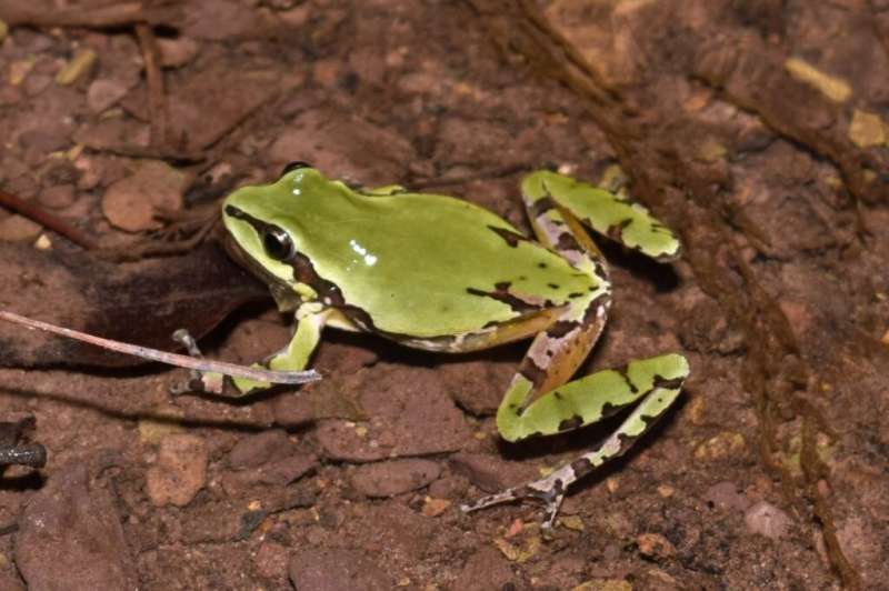 Mismatch between conservation status and climate change sensitivity leaves amphibians unprotected