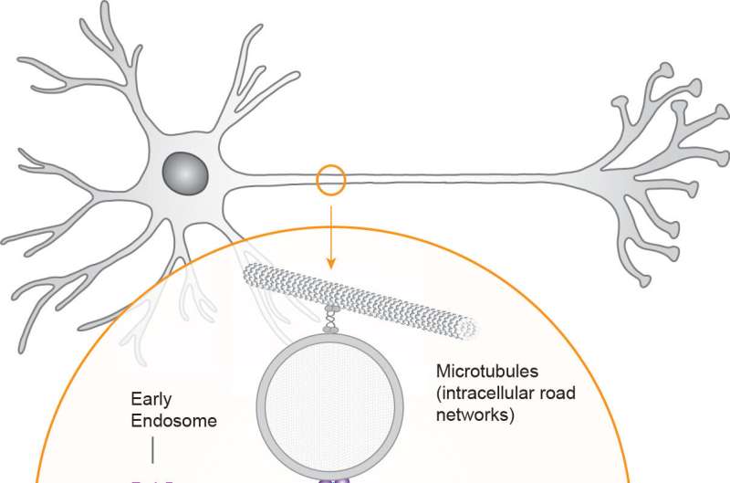 Missing link explains mRNA delivery in brain cells