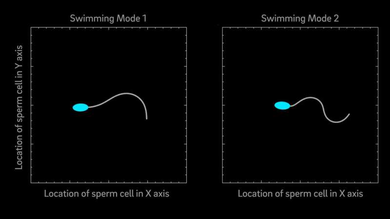 Model suggests that mammalian sperm cells have two modes of swimming