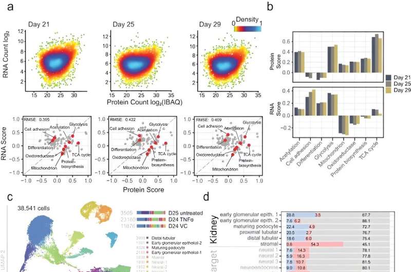 Modeling the potential of kidney disease with an integrated organoid omics map