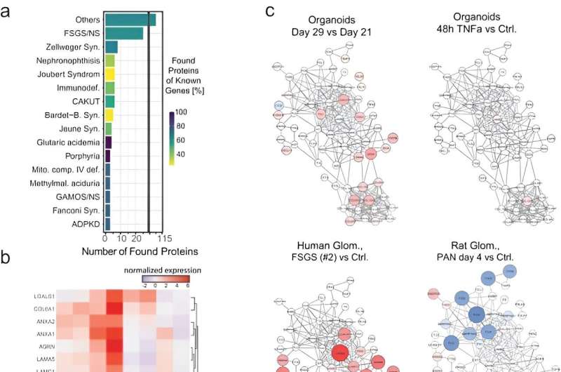 Modeling the potential of kidney disease with an integrated organoid omics map