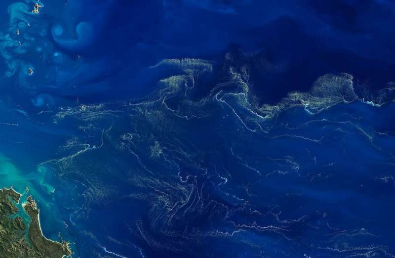 Modelling micro-algae to better understand the workings of the ocean