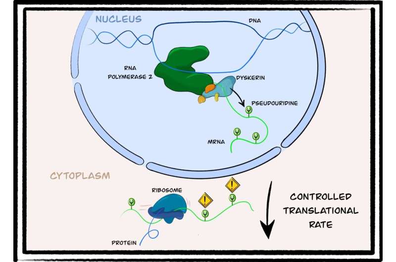 Modification of mRNA controls cellular protein synthesis