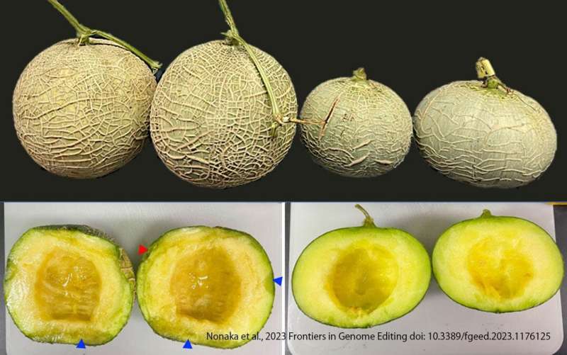 Changing the shelf life of melons through gene editing