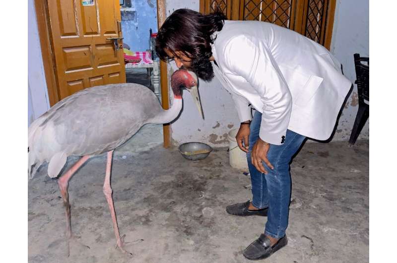 Mohammad Arif rescued the injured Sarus crane -- a crimson-necked wetlands species that can grow up to 1.8 metres (six feet) in 