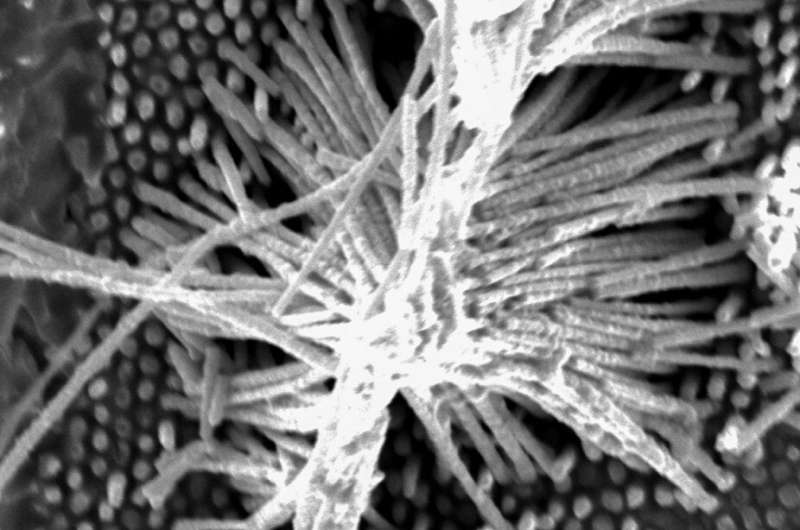 Molding of nanowires spurs unanticipated phases