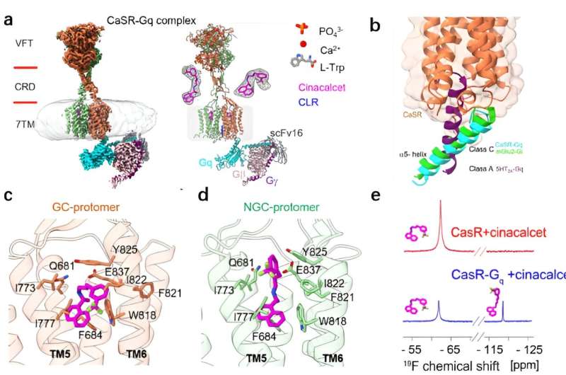 Molecular mechanism of asymmetric calcium-sensitive receptor activation