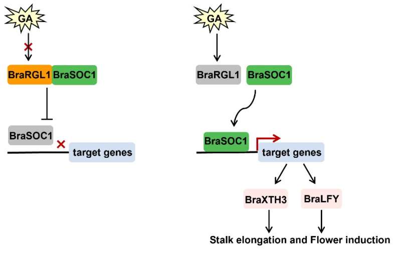 Molecular mechanism of BraRGL1 regulating bolting and flowering in Brassica rapa