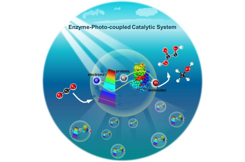 Molecule-electron-proton transfer in enzyme-photo-coupled catalytic system