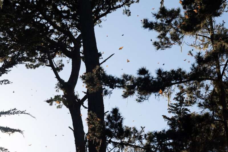 Monarch butterflies take flight in the warm weather as they overwinter in and around the Pacific Grove sanctuary