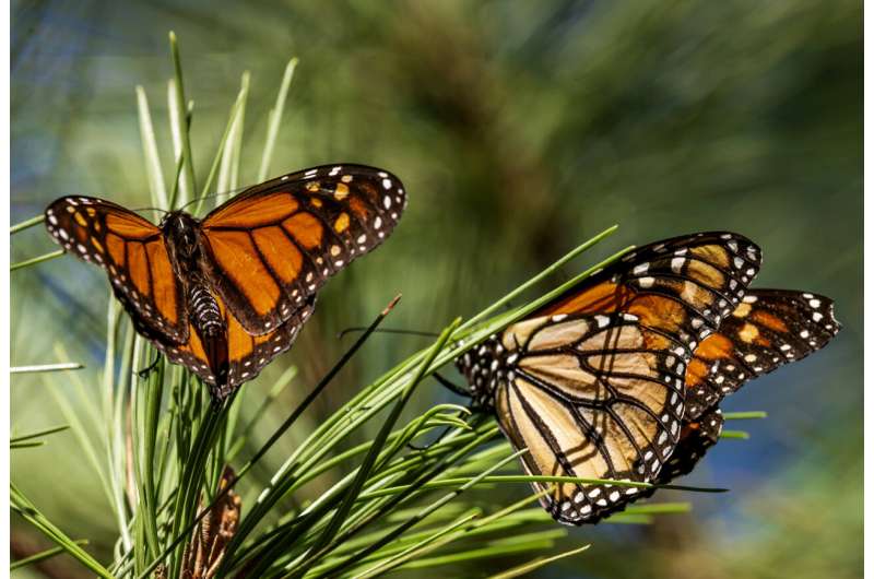 Monarch butterflies wintering in California are recovering