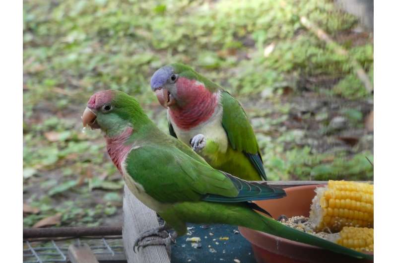 Monk parakeets lose social standing during an absence