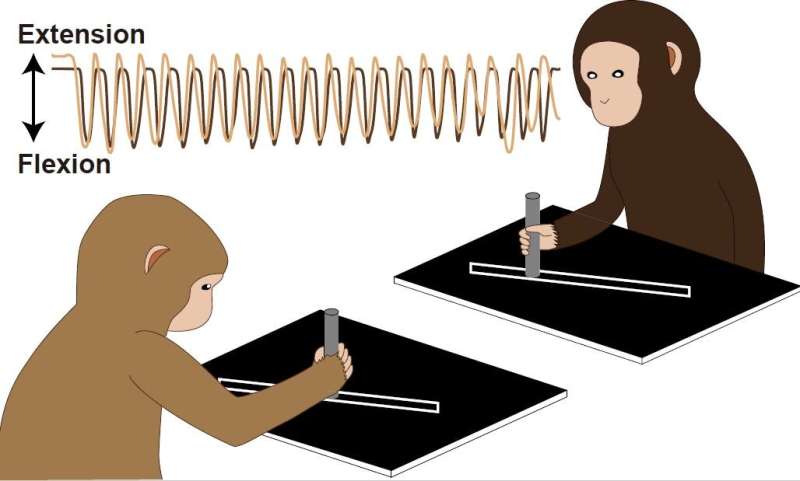 Monkey see, monkey do: observing macaques to better understand movement synchronization