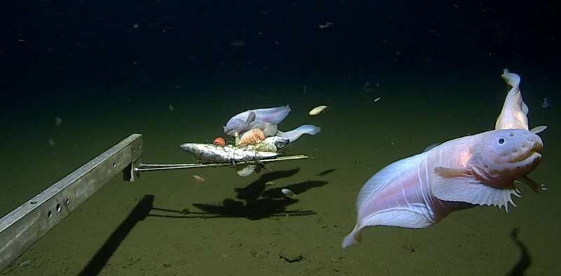 Monsters or masters of the deep sea? Why the deepest of deep-sea fish aren't as scary as you might think