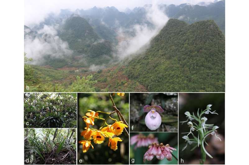 More efforts are needed to protect orchids in karst forests