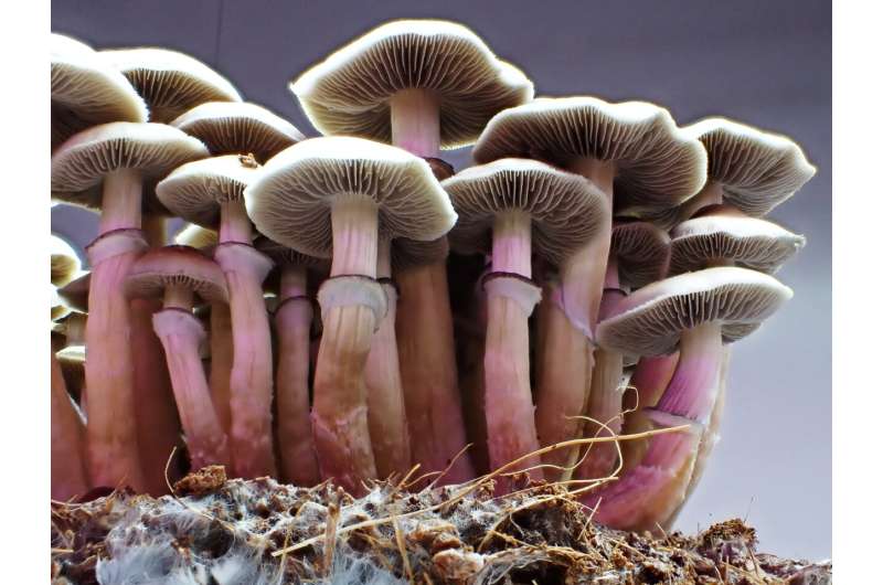 More than 100 &quot;magic mushroom&quot; genomes point the way to new cultivars