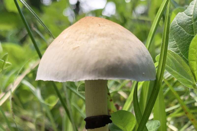 More than 100 &quot;magic mushroom&quot; genomes point the way to new cultivars