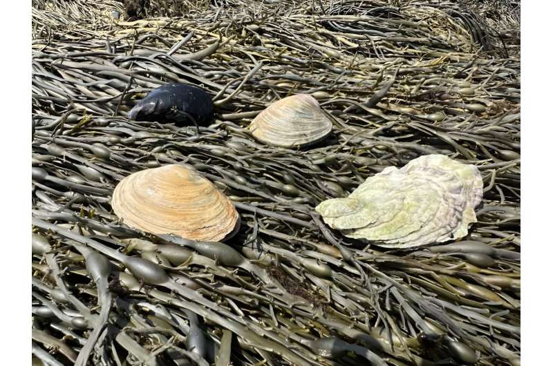 More than 800 human-harvested shellfish species tend to be more resistant to extinction