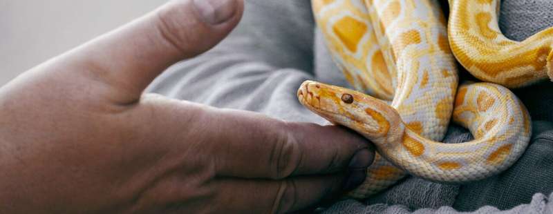 Morris Animal Foundation-funded researchers establish new reptile cell lines