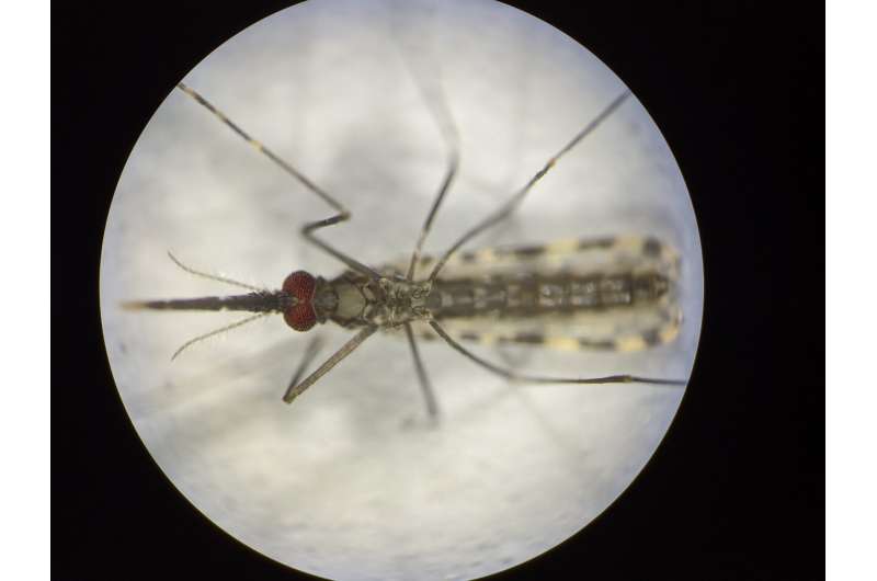 Mosquito-friendly gene drive may lead to a malaria-free future