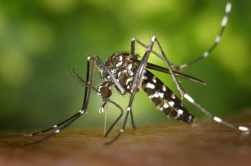 Mosquito populations boom after rains