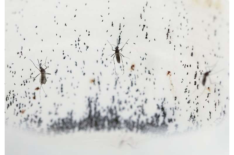 Mosquitoes, long the enemy, are now bred to help prevent the spread of dengue fever
