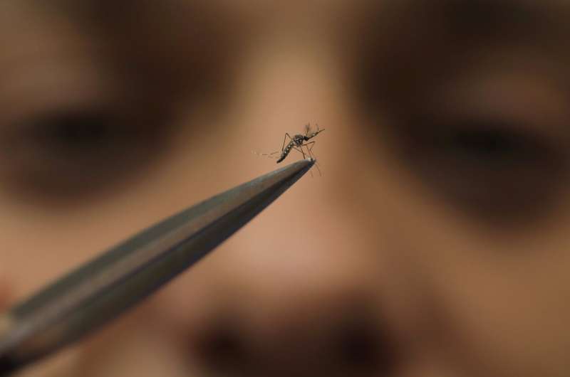 Mosquitoes, long the enemy, are now bred to help prevent the spread of dengue fever