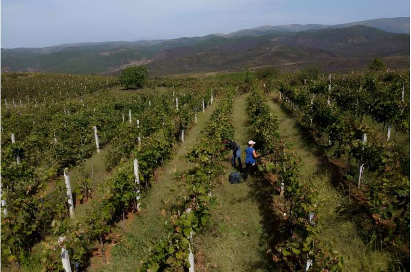 Most of the damage to this year's vines has been caused by a rash of mildew fuelled by a hot and stormy spring with heavy rains followed by excessively high temperatures and drought, killing off most of his grapes