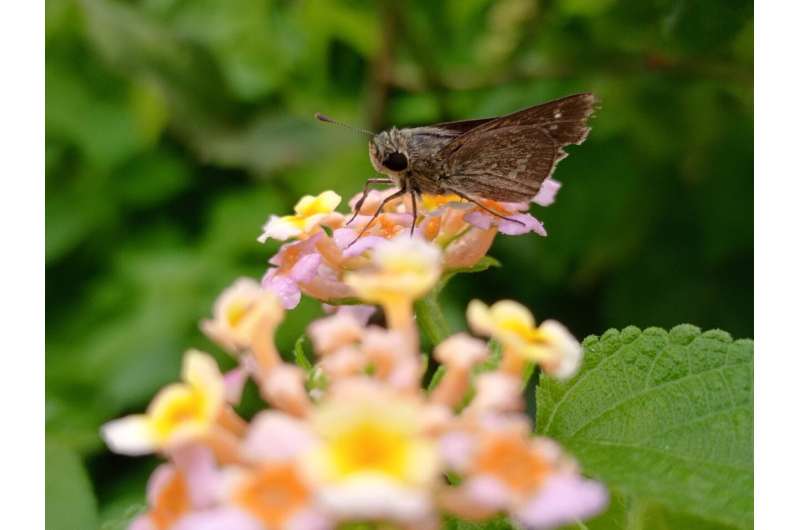 moth on flower