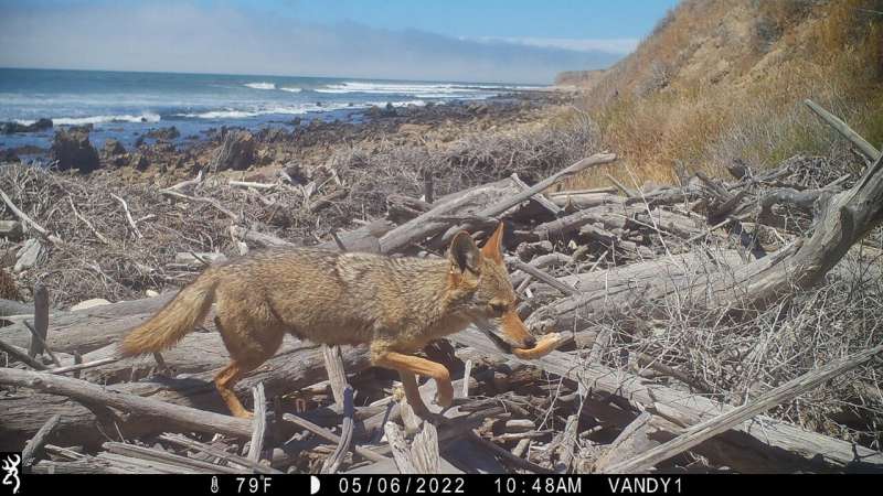 Motion-sensing cameras set up along protected California shoreline show impact of coyotes on intertidal habitats