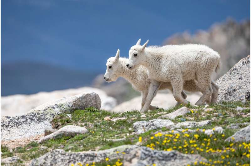 Mountain goats seek snow to shake off insects