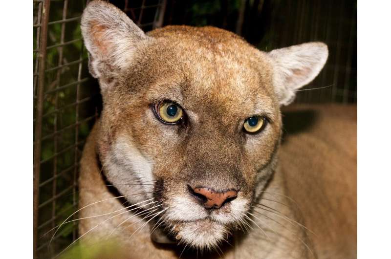 Mountain lion mortality maps show rough road for cougars