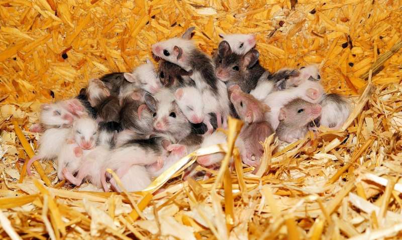 mouse family