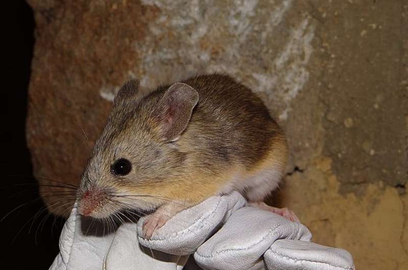 Mouse mummies point to mammalian life in &quot;Mars-like&quot; Andes