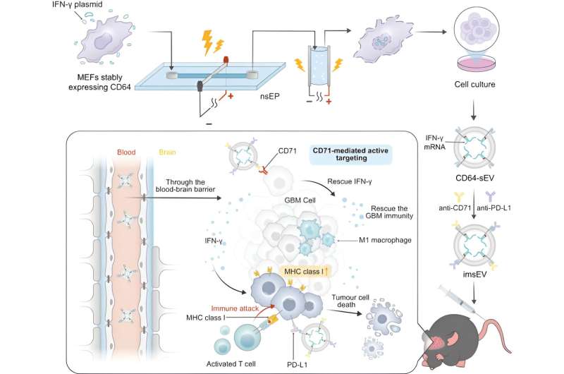 mRNA afgeleverd door extracellulaire blaasjes induceert een immunotherapierespons bij glioblastoom