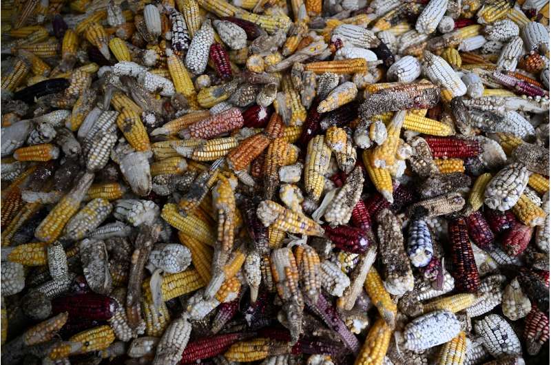 Much or the corn from Francisco Carrillo's harvest is stunted and dessicated