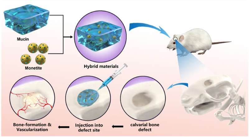 Mucus-based gel improves bone graft results and promotes healing