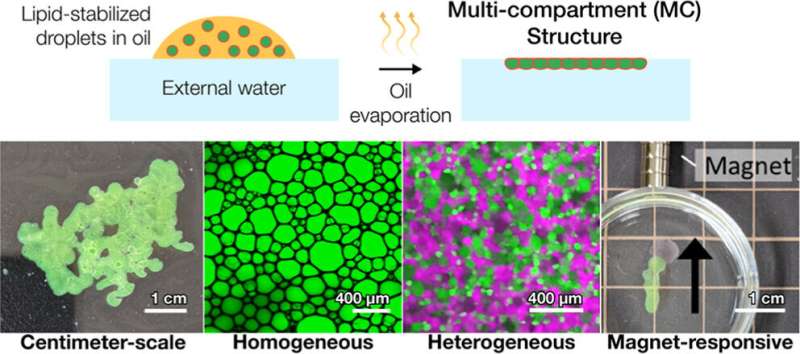 Multi-compartment membranes for multicellular robots