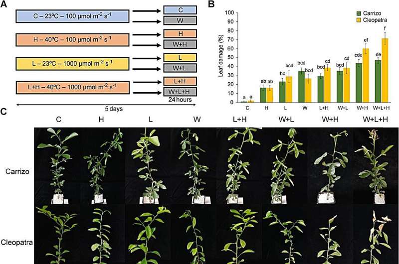 Multifactorial stress in citrus: Divergent responses of Carrizo and Cleopatra to triple threat environmental challenges