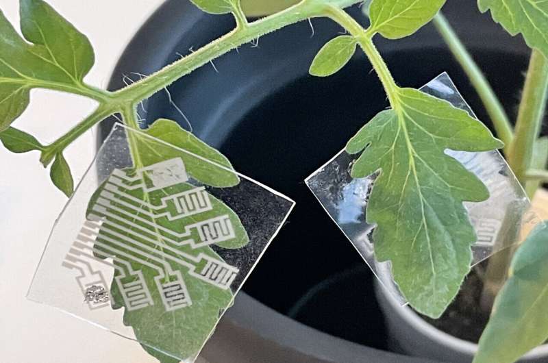 Multifunctional patch offers early detection of plant diseases, other crop threats