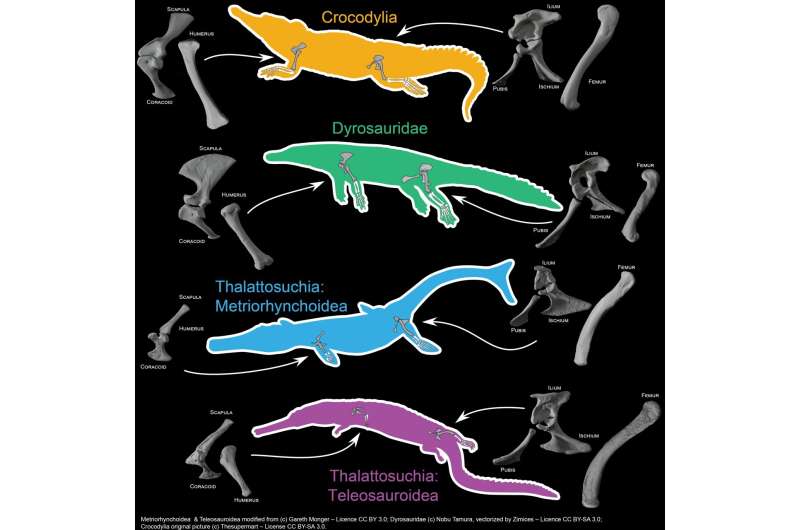Multiple evolutionary trajectories in aquatic crocodiles
