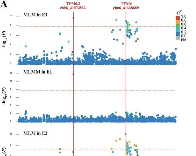 Multiple-model GWAS identifies optimal allelic combinations of quantitative trait loci for malic acid in tomato
