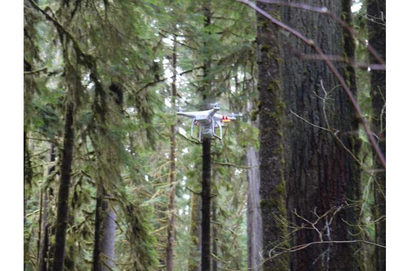 Multispectral drone imaging: A convenient new method to determine optimal breeding times in slash pines