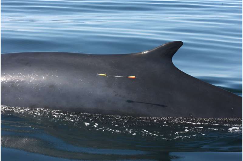 Mutation rates in whales are much higher than previously reported