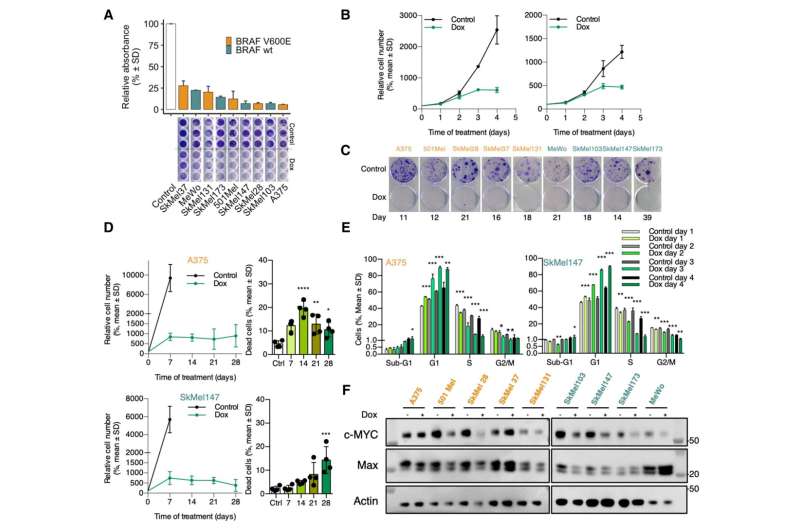 MYC inhibition in melanoma: Preclinical promise and the unveiling of a prognostic gene signature